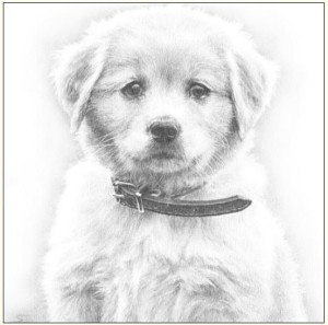 KARNET 16X16CM + KOPERTA PIES SZKIC