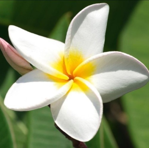 Karnet 16x16cm + koperta Plumeria