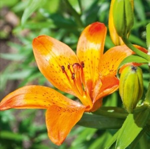 KARNET 16X16CM + KOPERTA LILIA