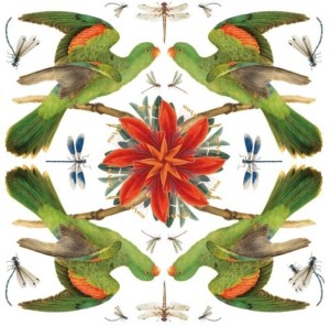 KARNET KWADRAT Z KOPERTĄ RED-WINGED PARROT