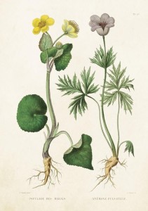 KARNET ST211 B6 + KOPERTA KACZENIEC I SASANKA