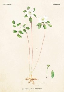 KARNET ST248 B6 + KOPERTA ZAWILCZYK