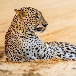 KARNET KWADRAT Z KOPERTĄ LEOPARD IN SAND