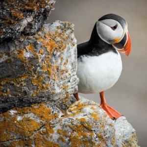 KARNET KWADRAT Z KOPERTĄ PUFFIN