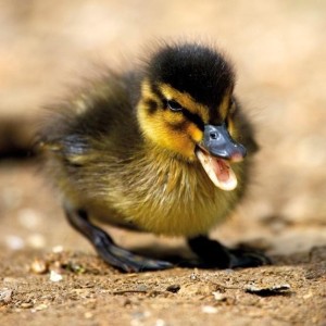 KARNET KWADRAT Z KOPERTĄ MALLARD DUCKILING