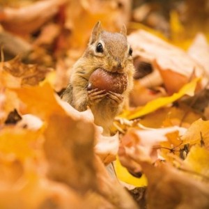 KARNET KWADRAT Z KOPERTĄ CHIPMUNK WITH AN ACORN