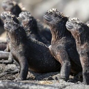 KARNET KWADRAT Z KOPERTĄ MARINE IGUANAS