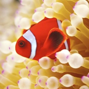 KARNET KWADRAT Z KOPERTĄ CLOWNFISH IN SEA ANEMONE