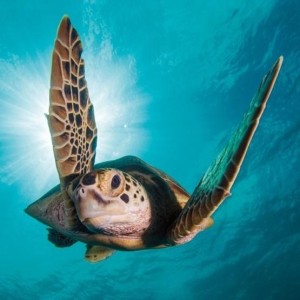 KARNET KWADRAT Z KOPERTĄ GREEN TURTLE