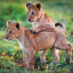 KARNET KWADRAT Z KOPERTĄ LION CUBS