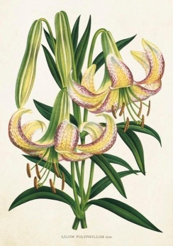 Karnet ST359 B6 + koperta Lilia