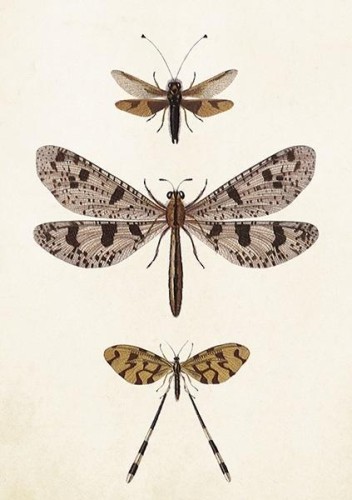 Karnet ST407 B6 + koperta Ważki