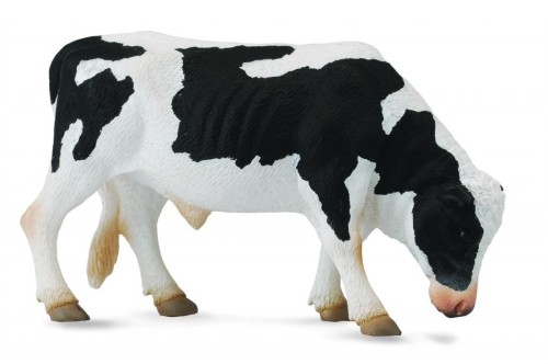 Byk Friesian, Collecta