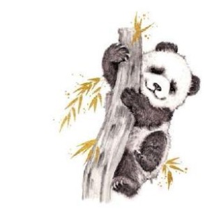 KARNET ZŁOCONY KWADRAT CL3816_BL PANDA