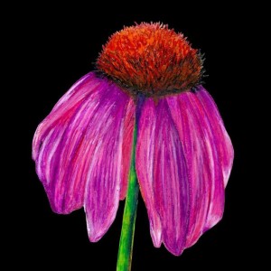 KARNET Z KOPERTĄ SB10 JEŻÓWKA