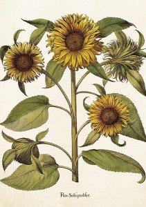 KARNET ST459 B6 + KOPERTA SŁONECZNIKI