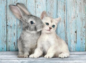 PUZZLE 500 COMPACT CAT & BUNNY