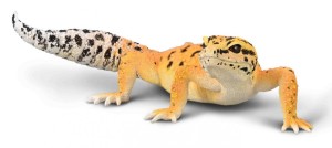 GEKON TYGRYSI, COLLECTA