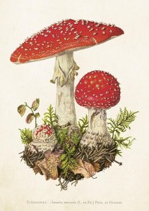 KARNET ST463 B6 + KOPERTA MUCHOMOR