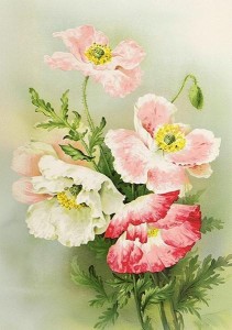 KARNET ST533 B6 + KOPERTA MAKI