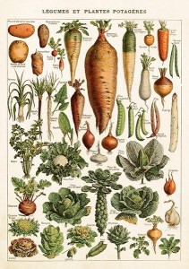 KARNET ST543 B6 + KOPERTA WARZYWA