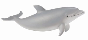 DELFIN BUTLONOSY MŁODY, COLLECTA