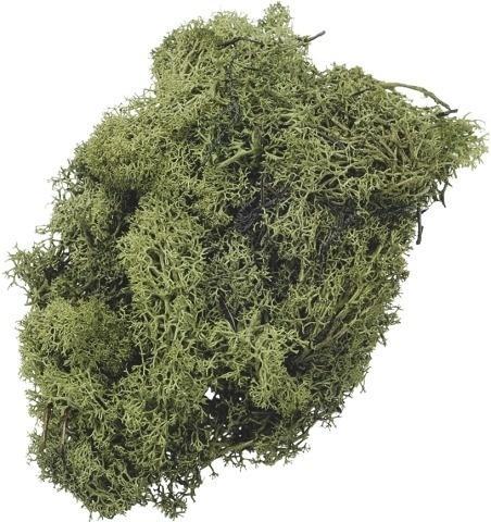 Mech dekoracyjny zielony 50g