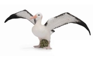 ALBATROS WĘDROWNY, COLLECTA
