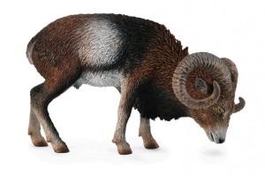 MUFLON EUROPEJSKI, COLLECTA