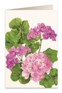 KARNET B6 + KOPERTA 5576 PELARGONIA