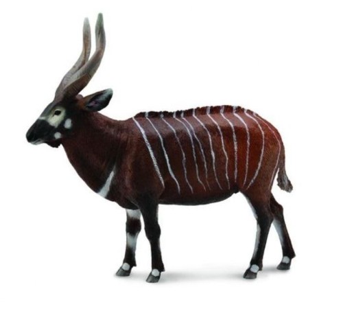 Antylopa bongo, Collecta