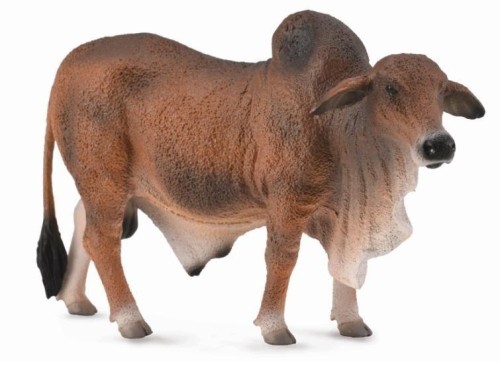 Byk czerwony brahman, Collecta