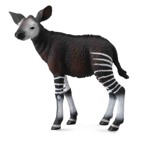 Okapi cielę, Collecta