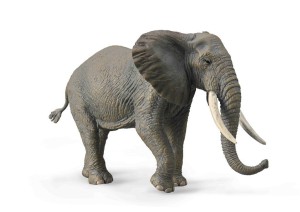 SŁOŃ AFRYKAŃSKI, COLLECTA